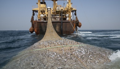 Vietnam Moves Towards Developing Sustainable, Responsible Fisheries