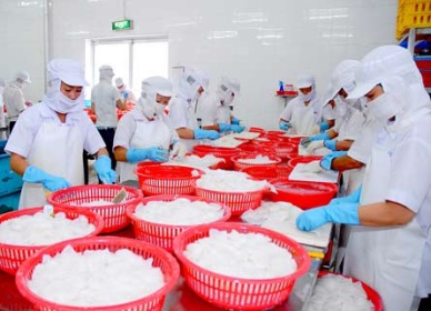Japan - the 2nd biggest importer of Vietnam cephalopod