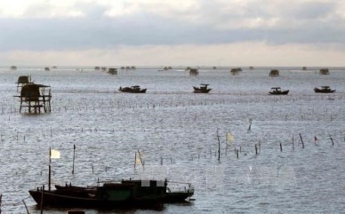 First container of Vietnam’s ngao oysters shipped to Italy