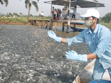 VietGAP application to raise seafood export value 