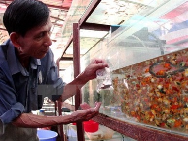 HCM City’s ornamental fish export revenue up
