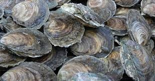 Virginia suffers first Vibrio parahaemolyticus outbreak from Fishermens Island oysters