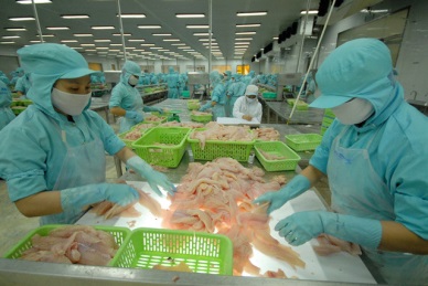 The Netherlands – The leading importer of Vietnam pangasius in EU