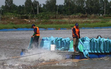Mekong Delta increases the area of farming pangasius towards GAP