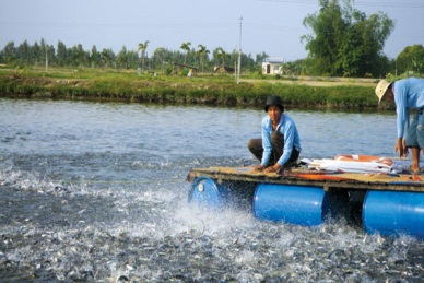 Can Tho Pangasius area applied good practice standards tends to increase