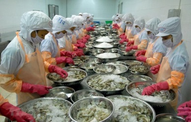 Ca Mau province works to ease pandemic’s impact on shrimp export