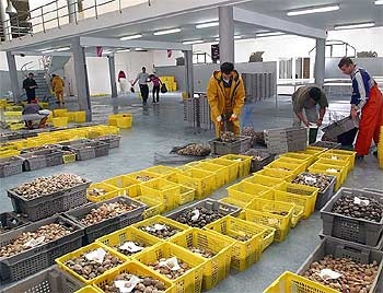 Fishery imports from EU countries decrease