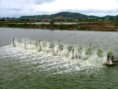 Dong Thap Aquaculture area of 723ha was certified