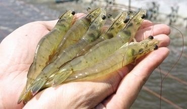 Vietnam’s capture output in 2016 estimated to rise by 2.8% 