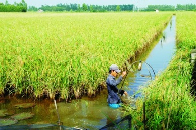 Bac Lieu Developing models of clean and safe rice and shrimp