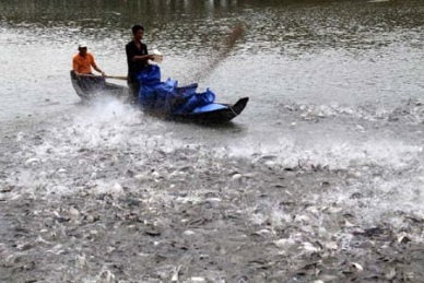 Can Tho Pangasius farming area applied good practice standards tends to increase