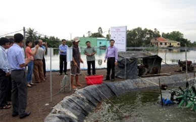 VietGAP shrimp farming gained high profit 