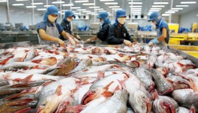Pangasius exports to the US rose slightly 