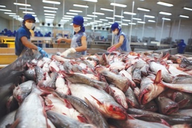 Pangasius exports to Russia fell by 30.9%