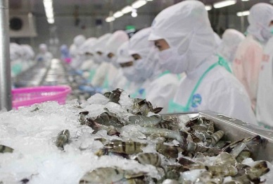 There is room for Vietnamese shrimp exports to Canada 