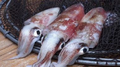Japan rose import of cephalopod from Indonesia 